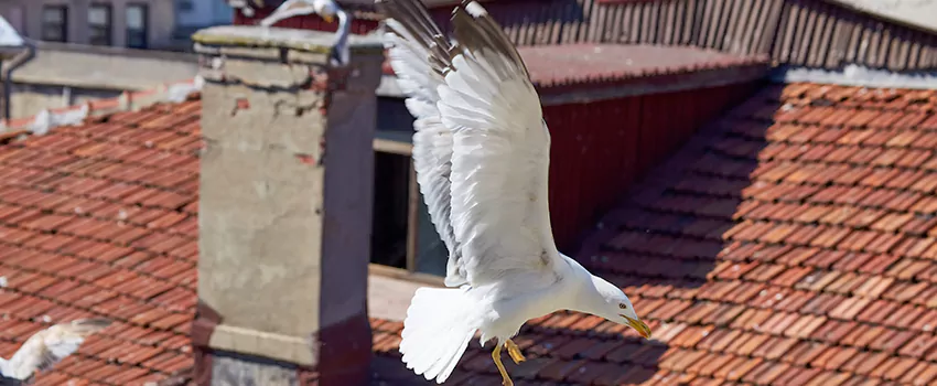 Residential Chimney Animal Removal Solution in Peekskill, NY