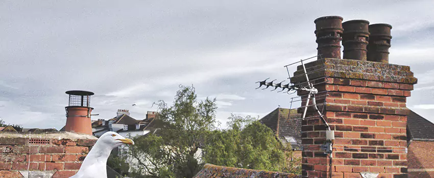 Chimney Cleaning And Restoration in Peekskill, New York